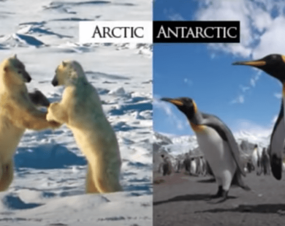 Image of polar wildlife in Antarctica, supporting evidence that the Earth is not a globe