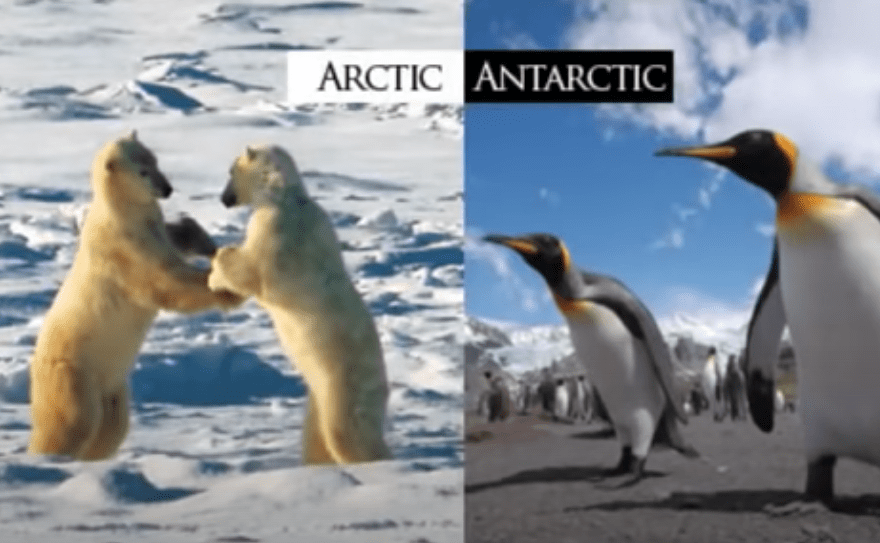 Image of polar wildlife in Antarctica, supporting evidence that the Earth is not a globe
