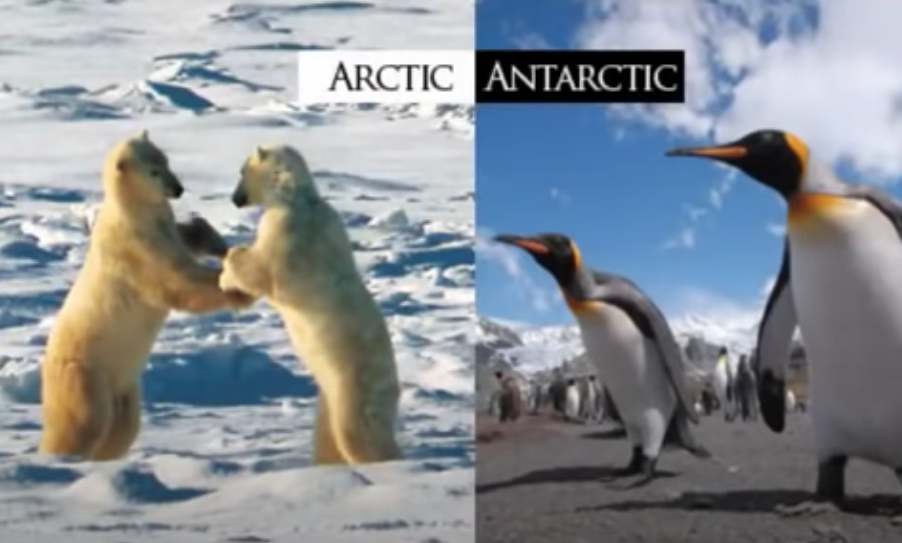 Image of polar wildlife in Antarctica, supporting evidence that the Earth is not a globe