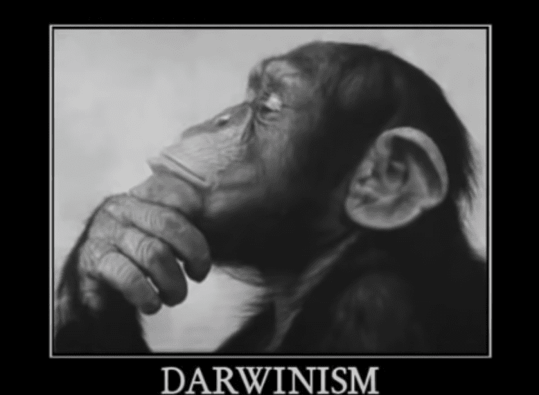 Monkey with Darwinism sign