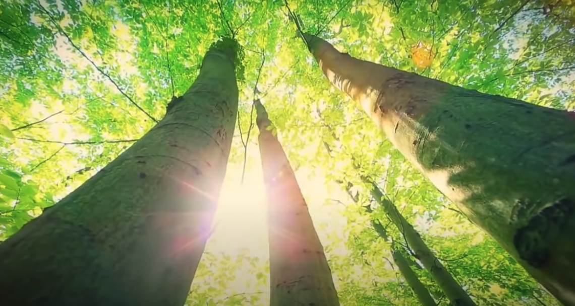 Morphogenetic resonance, forest picture, sun rays through trees