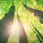 Morphogenetic resonance, forest picture, sun rays through trees