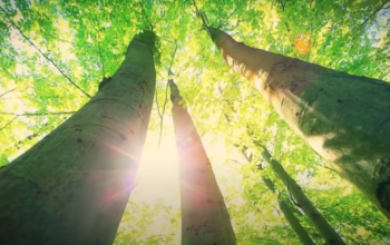 Morphogenetic resonance, forest picture, sun rays through trees