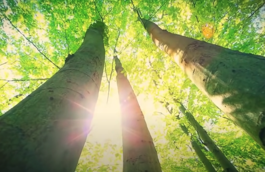 Morphogenetic resonance, forest picture, sun rays through trees