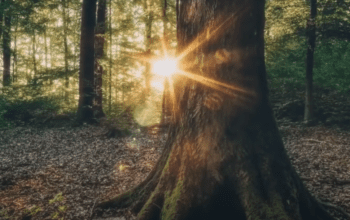 Reincarnation, forest picture, sun rays through trees