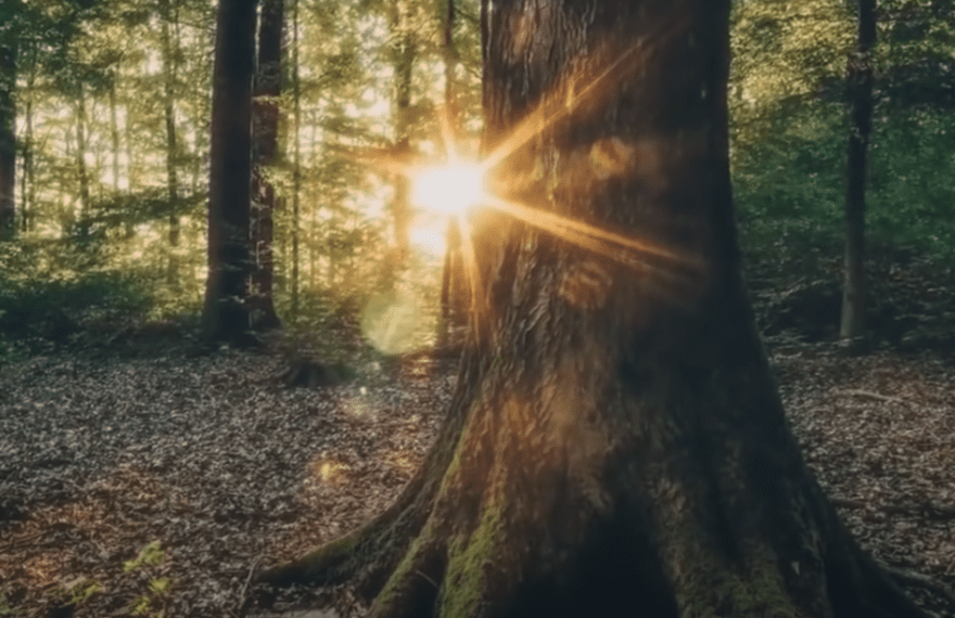 Reincarnation, forest picture, sun rays through trees