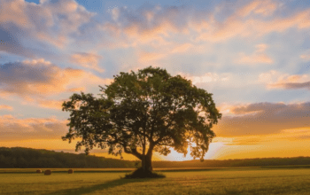 Positivity, prayer, remote healing, tree at sunset