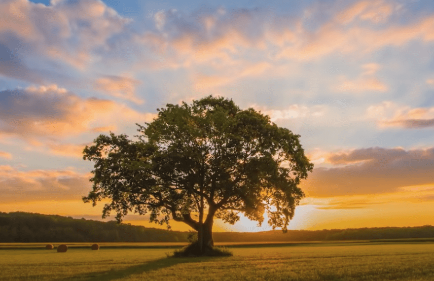 Positivity, prayer, remote healing, tree at sunset