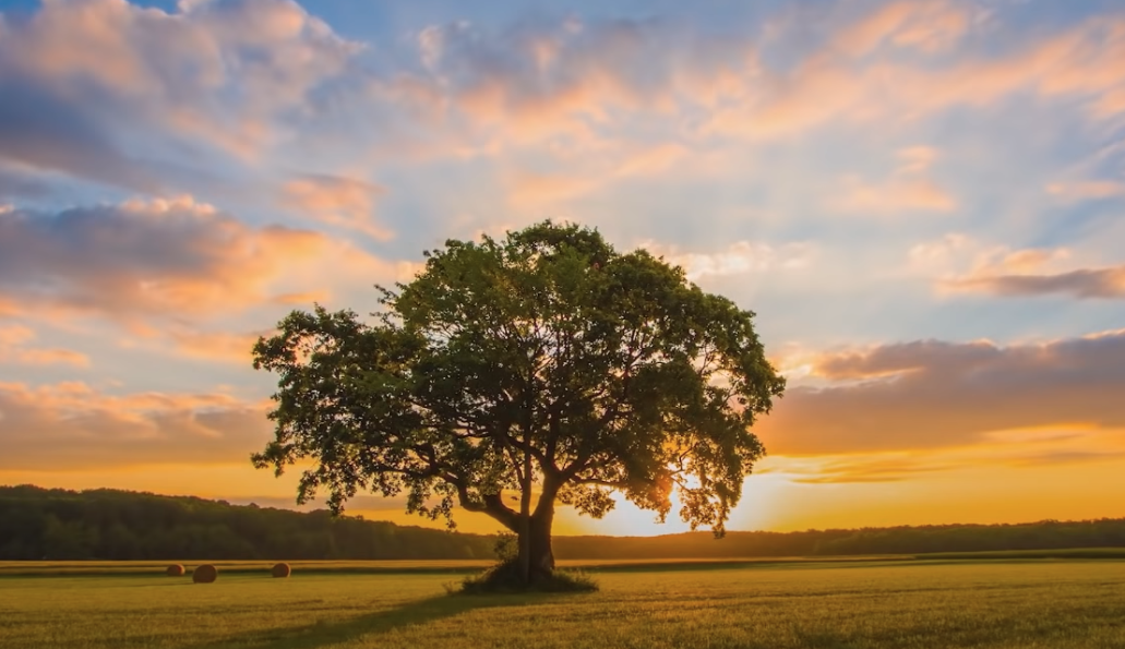 Positivity, prayer, remote healing, tree at sunset