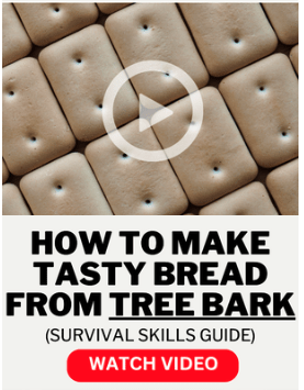 How to make tasty bread from tree bark