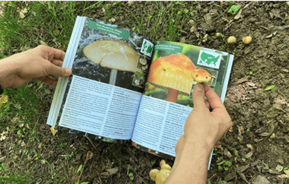 The Forager's Guide to Wild Foods Book